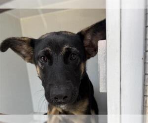 German Shepherd Dog Dogs for adoption in Houston, TX, USA