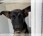 Small German Shepherd Dog