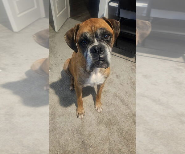 Medium Photo #6 Boxer Puppy For Sale in Austin, TX, USA