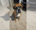 Small #5 Boxer