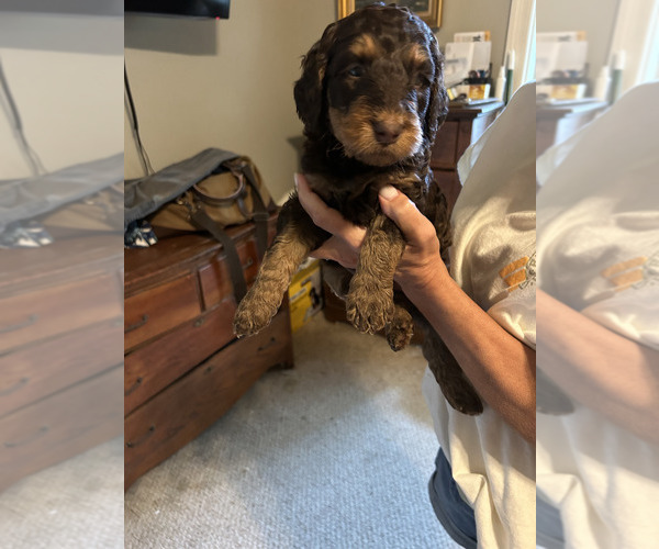 Medium Photo #10 Labradoodle Puppy For Sale in PRAIRIEVILLE, LA, USA