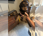 Puppy Tuffy Labradoodle