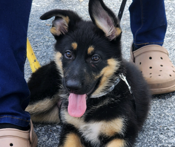 Medium Photo #1 German Shepherd Dog Puppy For Sale in CHARLESTON, SC, USA
