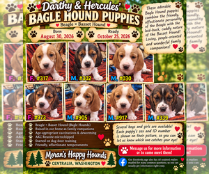 Bagle Hound Puppy for Sale in CENTRALIA, Washington USA