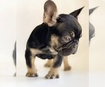 Small Photo #2 French Bulldog Puppy For Sale in MANHATTAN BCH, CA, USA