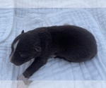 Small Photo #19 Australian Shepherd Puppy For Sale in YADKINVILLE, NC, USA