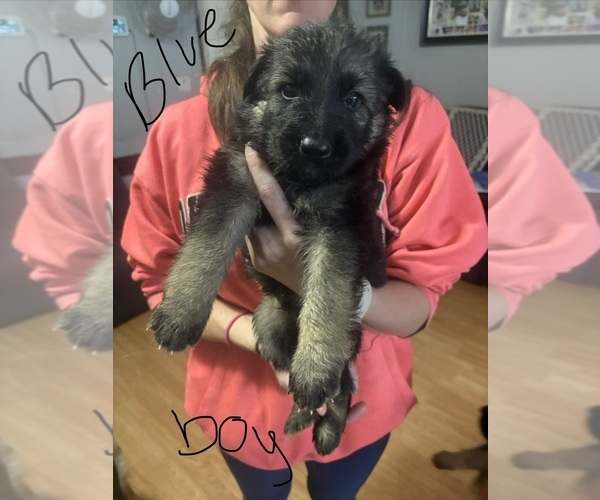 Medium Photo #2 German Shepherd Dog Puppy For Sale in RUSTBURG, VA, USA