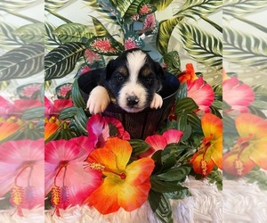 Australian Shepherd Puppy for sale in PORT SAINT LUCIE, FL, USA