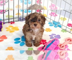 Cockapoo (Toy)-Poodle (Toy) Mix Puppy for sale in ORO VALLEY, AZ, USA