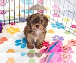 Small Cockapoo (Toy)-Poodle (Toy) Mix
