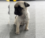 Small Photo #3 Pug Puppy For Sale in NILES, MI, USA