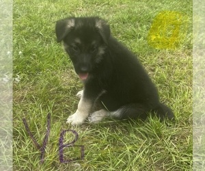 Medium German Shepherd Dog