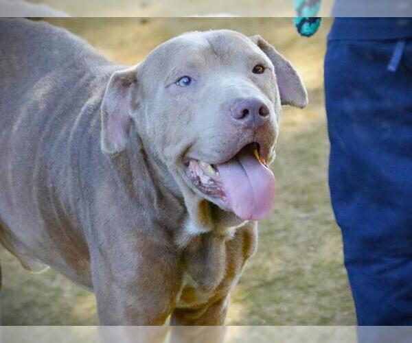 Medium Photo #2 American Staffordshire Terrier-Unknown Mix Puppy For Sale in Tallahassee, FL, USA