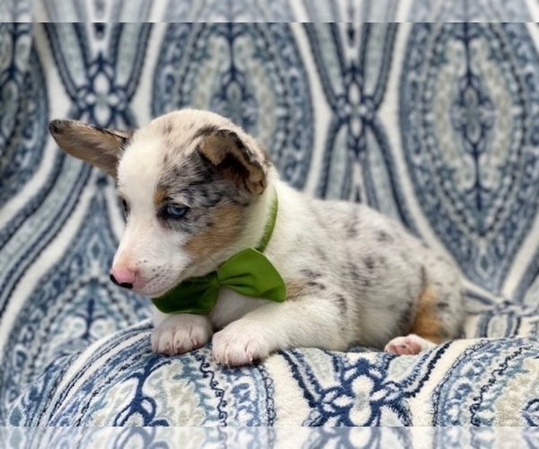 Medium Photo #9 Pembroke Welsh Corgi Puppy For Sale in LAKELAND, FL, USA