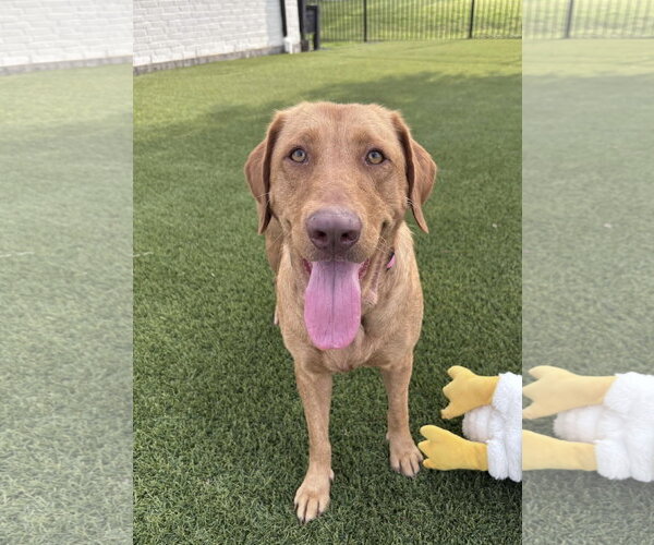 Medium Photo #1 Labrador Retriever-Unknown Mix Puppy For Sale in Fort Worth, TX, USA