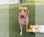 Small Labrador Retriever Mix