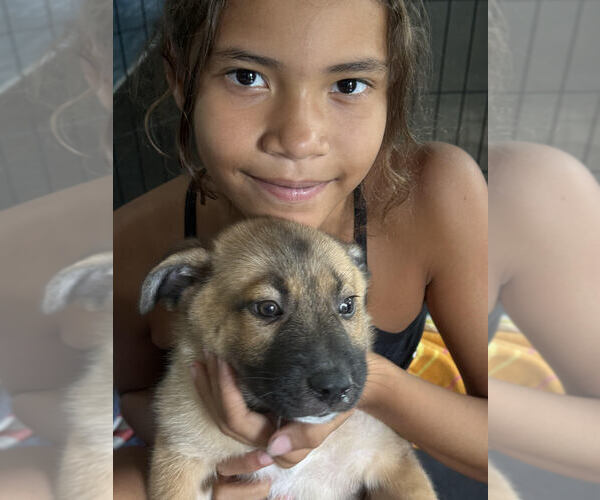 Medium Photo #3 German Shepherd Dog-Unknown Mix Puppy For Sale in Raleigh, NC, USA