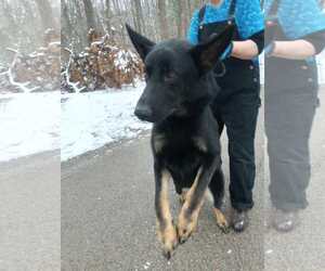 German Shepherd Dog Dogs for adoption in Frenchburg, KY, USA