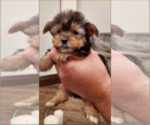 Small Photo #2 Yorkshire Terrier Puppy For Sale in NEWCASTLE, CA, USA