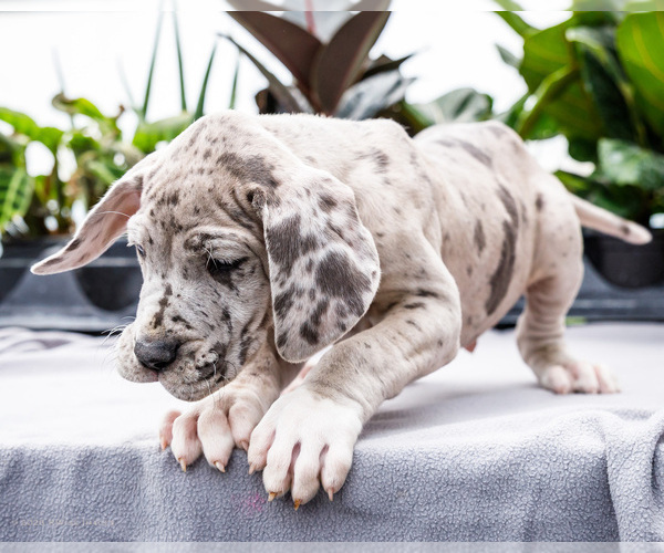 Medium Photo #26 Great Dane Puppy For Sale in WAKARUSA, IN, USA