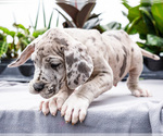 Small #25 Great Dane