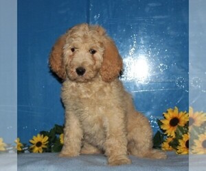 Goldendoodle-Poodle (Standard) Mix Puppy for sale in NEW PROVIDENCE, PA, USA