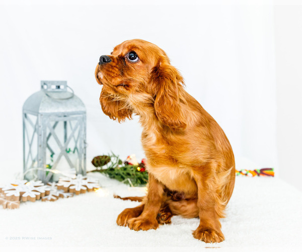 Medium Photo #47 Cavalier King Charles Spaniel Puppy For Sale in WAKARUSA, IN, USA