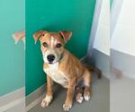 A256729 - Male German Shepherd Dog-Unknown Mix Dog for Adoption - Small photo