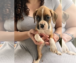 Boxer Puppy for Sale in AURORA, Colorado USA
