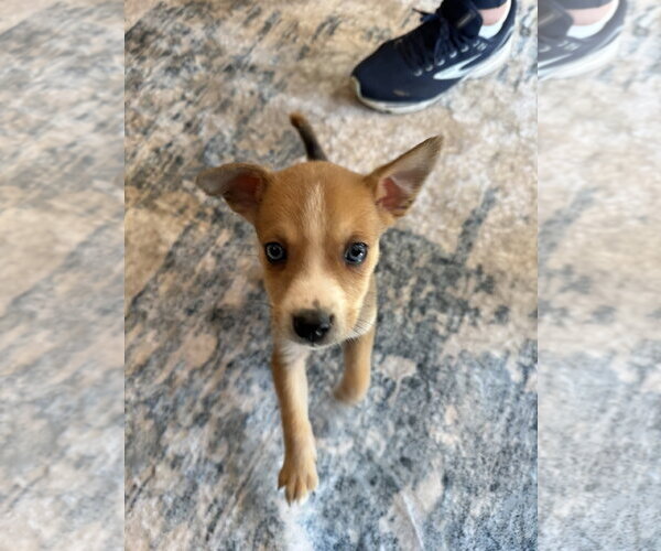 Medium Photo #1 Australian Terrier-German Shepherd Dog Mix Puppy For Sale in Duluth, MN, USA