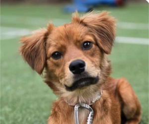 Spaniel-Unknown Mix Dogs for adoption in San Ramon, CA, USA