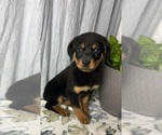 Small Photo #6 Rottweiler Puppy For Sale in GREENWOOD, IN, USA