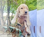 Puppy Girl 1 Goldendoodle