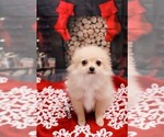 Small Photo #5 Pomeranian Puppy For Sale in LAS VEGAS, NV, USA