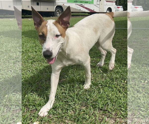 Medium Photo #3 German Shepherd Dog-Unknown Mix Puppy For Sale in Royal Palm Beach, FL, USA