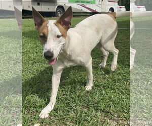 Gipsy - Female German Shepherd Dog-Unknown Mix Dog for Adoption - Photo #3