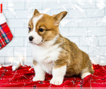 Small #13 Cardigan Welsh Corgi