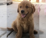 Small Golden Retriever