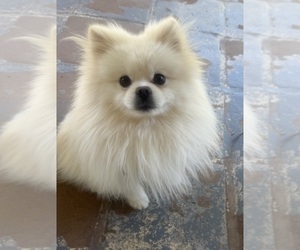 Father of the Pomeranian puppies born on 07/24/2026