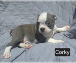 Image preview for Ad Listing. Nickname: Corky