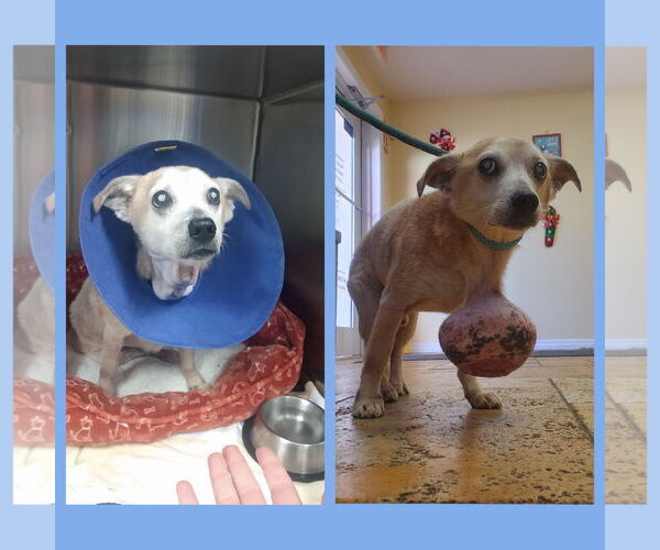 Medium Photo #3 Chihuahua-Unknown Mix Puppy For Sale in Tampa, FL, USA