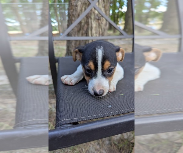 Medium Photo #9 Rat Terrier Puppy For Sale in WHITAKERS, NC, USA
