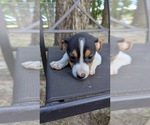 Small #8 Rat Terrier