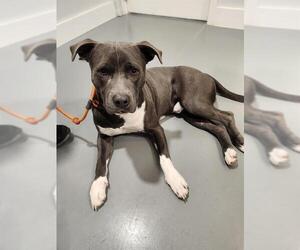 American Staffordshire Terrier-Unknown Mix Dogs for adoption in San Antonio, TX, USA