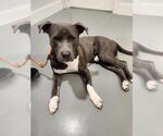 Small American Staffordshire Terrier Mix