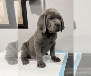 Cane Corso Puppy for sale in PORTLAND, OR, USA