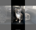 Image preview for Ad Listing. Nickname: AKC Cricket