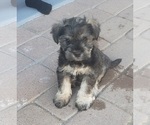 Puppy 1 Affenpinscher-Miniature Schnauzer Mix
