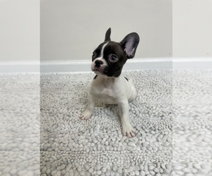 French Bulldog Puppy for sale in CHARLESTON, SC, USA