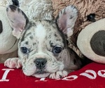 Small #2 Faux Frenchbo Bulldog